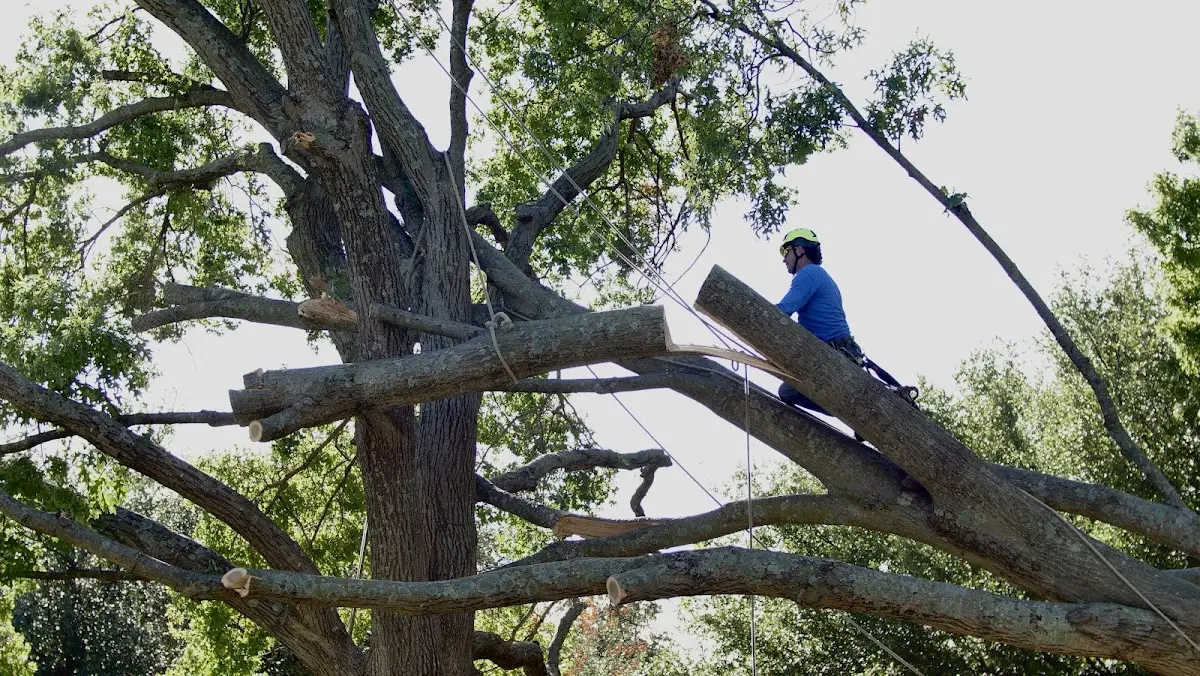 Professional Crown Thinning performed by certified arborists in Northumberland