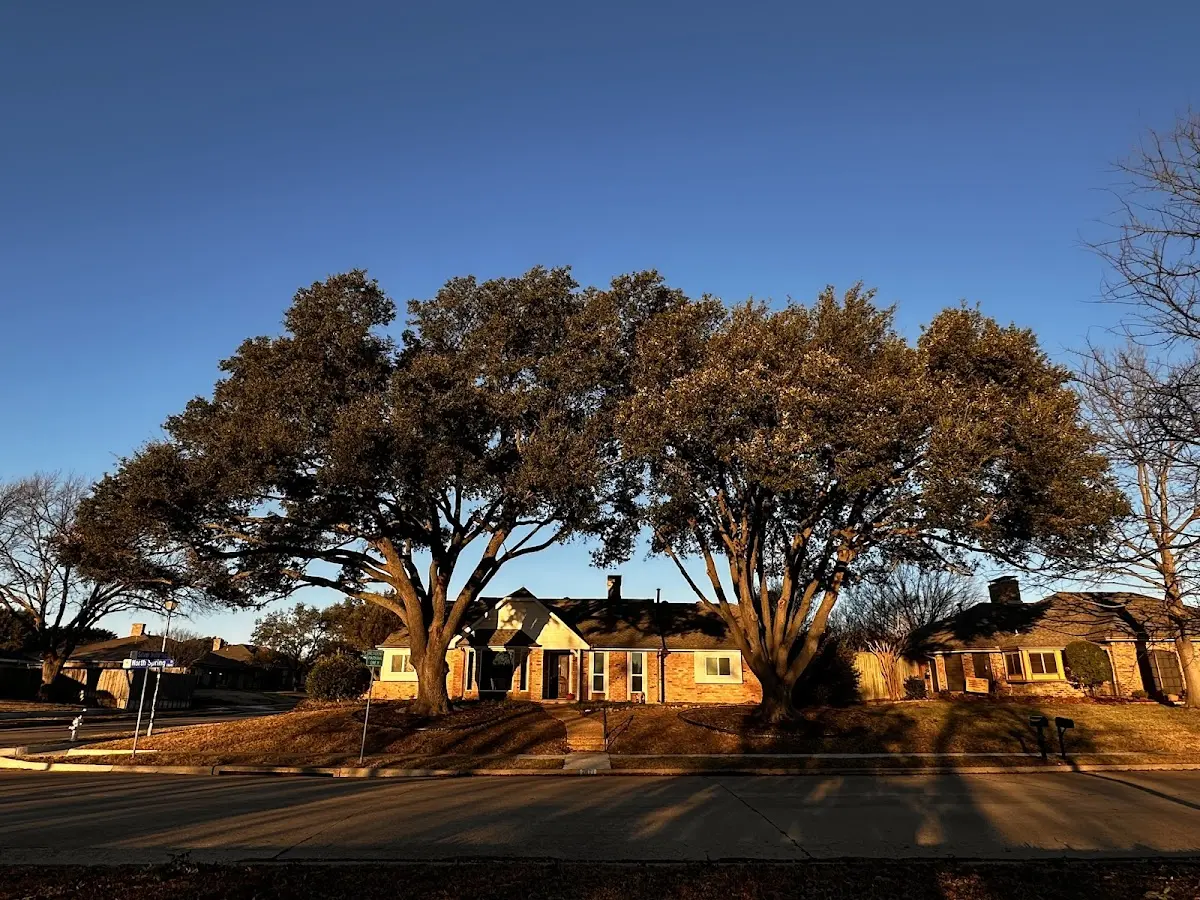 Established residential canopy tree shading a home in Northumberland